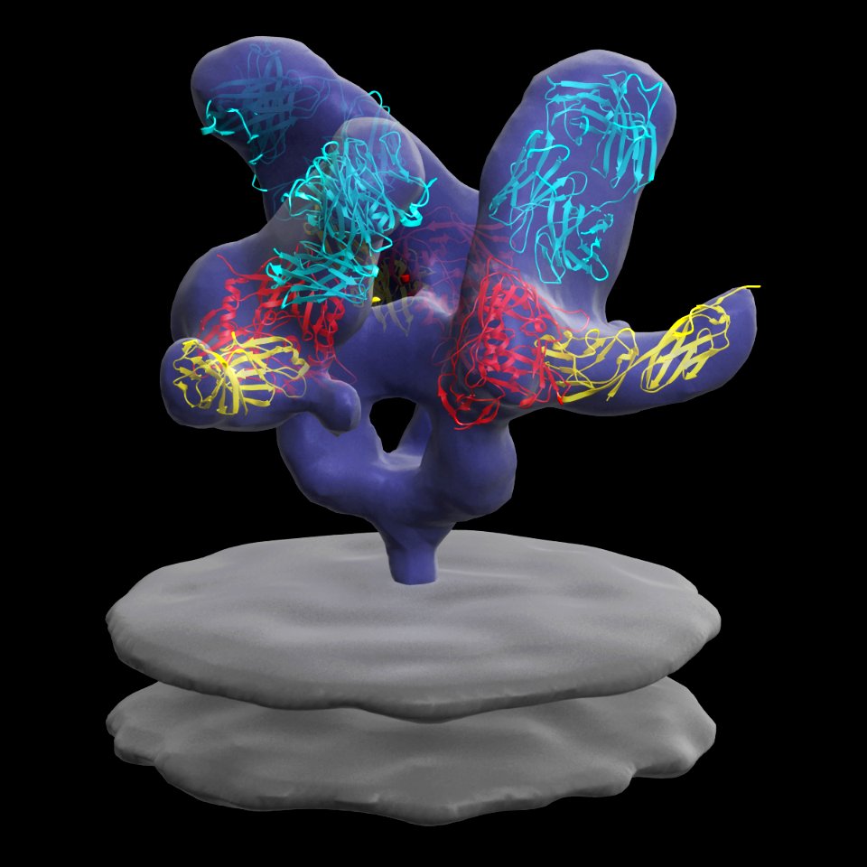 HIV spike in complex