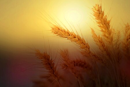 Nature cereals sunlight
