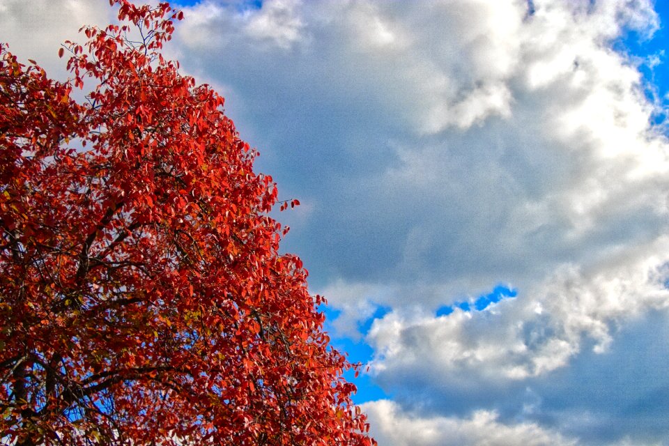 Autumn gold landscape nature