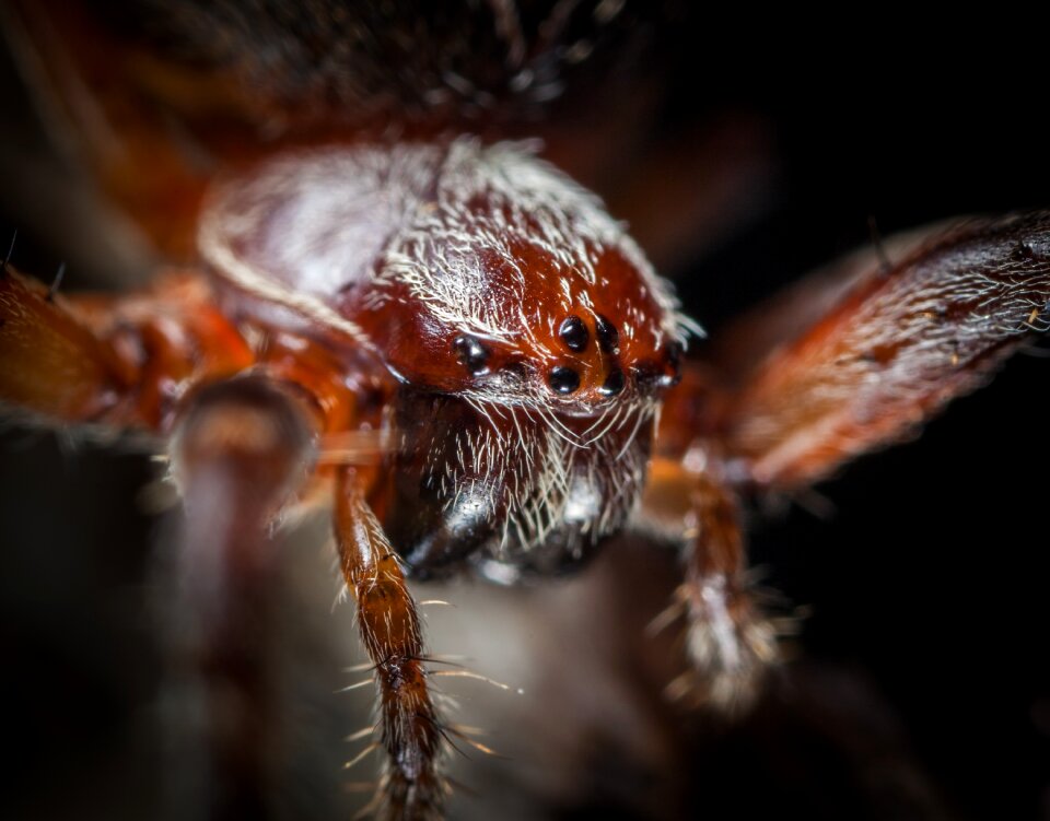Animals spider arachnids