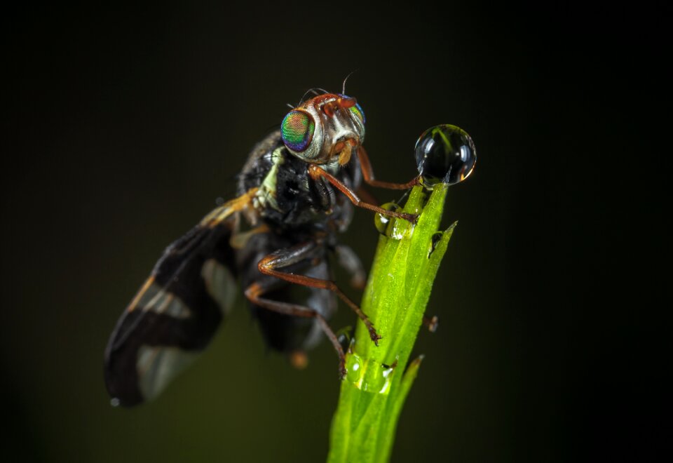 Living nature wing drop