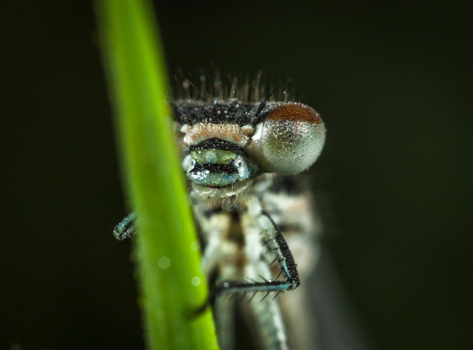 Living nature nature dragonfly