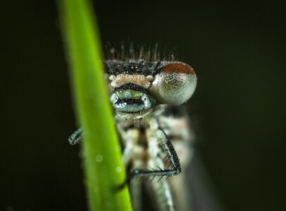 Living nature nature dragonfly