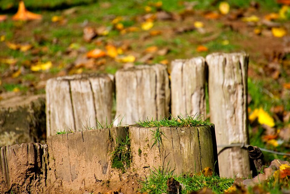 Wood pile pile pasture photo