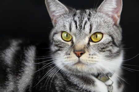 Kitty eyes black