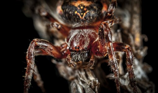 Bespozvonochnoe macro arachnids