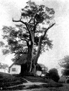 HL Damals – Israelsdorfer Eiche 1907