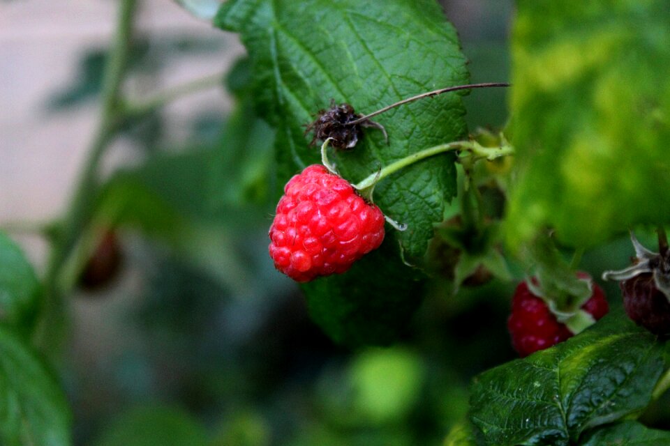 Eating garden plant