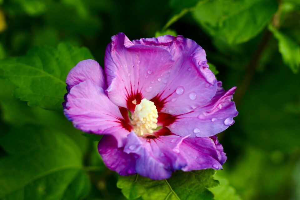 Blossom bloom purple