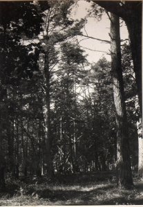 Hochstand bei Ustyluh - Ustilug-Załuże (BildID 15695903)