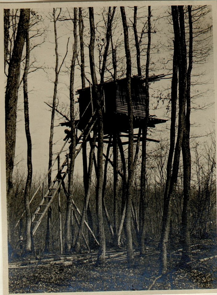 Hochstand im Bau Taslanwald (Rumänien) (BildID 15545182)