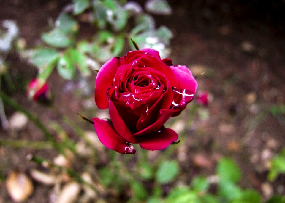 Macro nature rose blooms