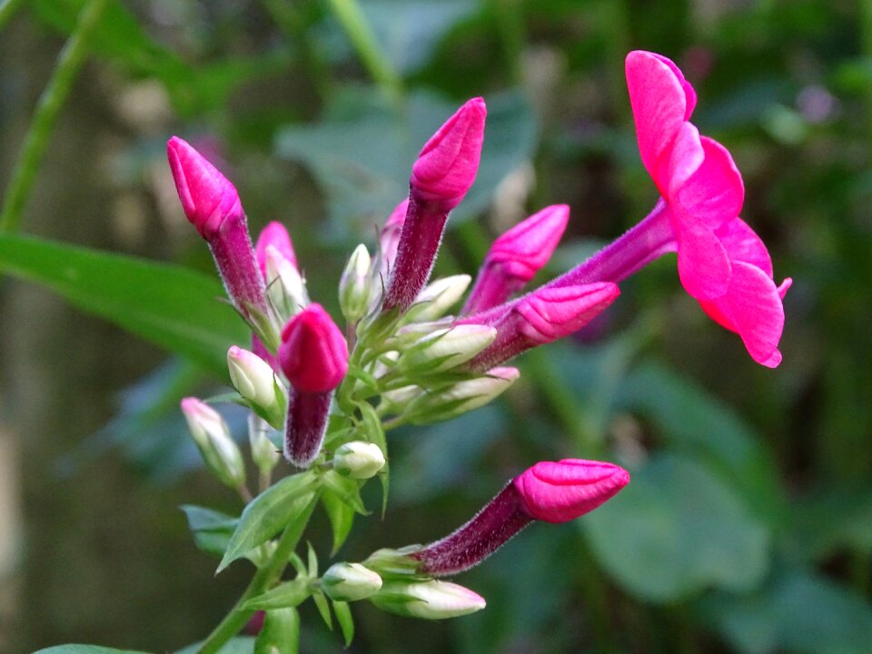 High perennial phlox flame flower panicle ornamental shrub photo