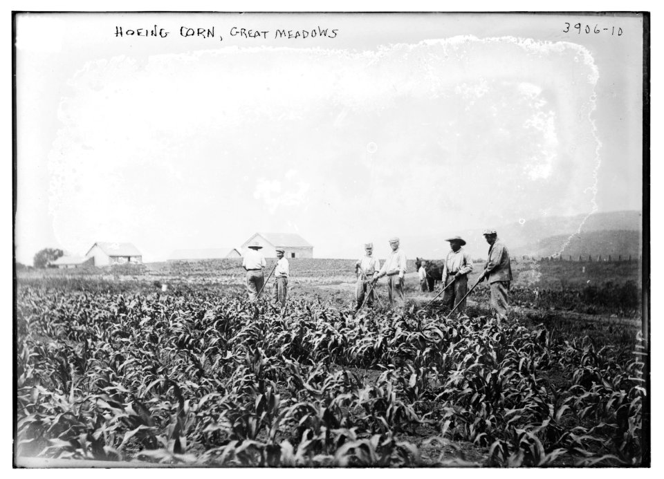Hoeing corn, Great Meadows LCCN2014702110