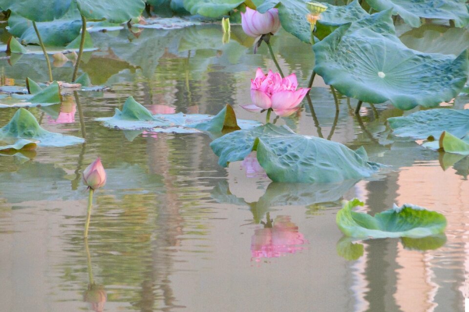 Hasuike cool reflection