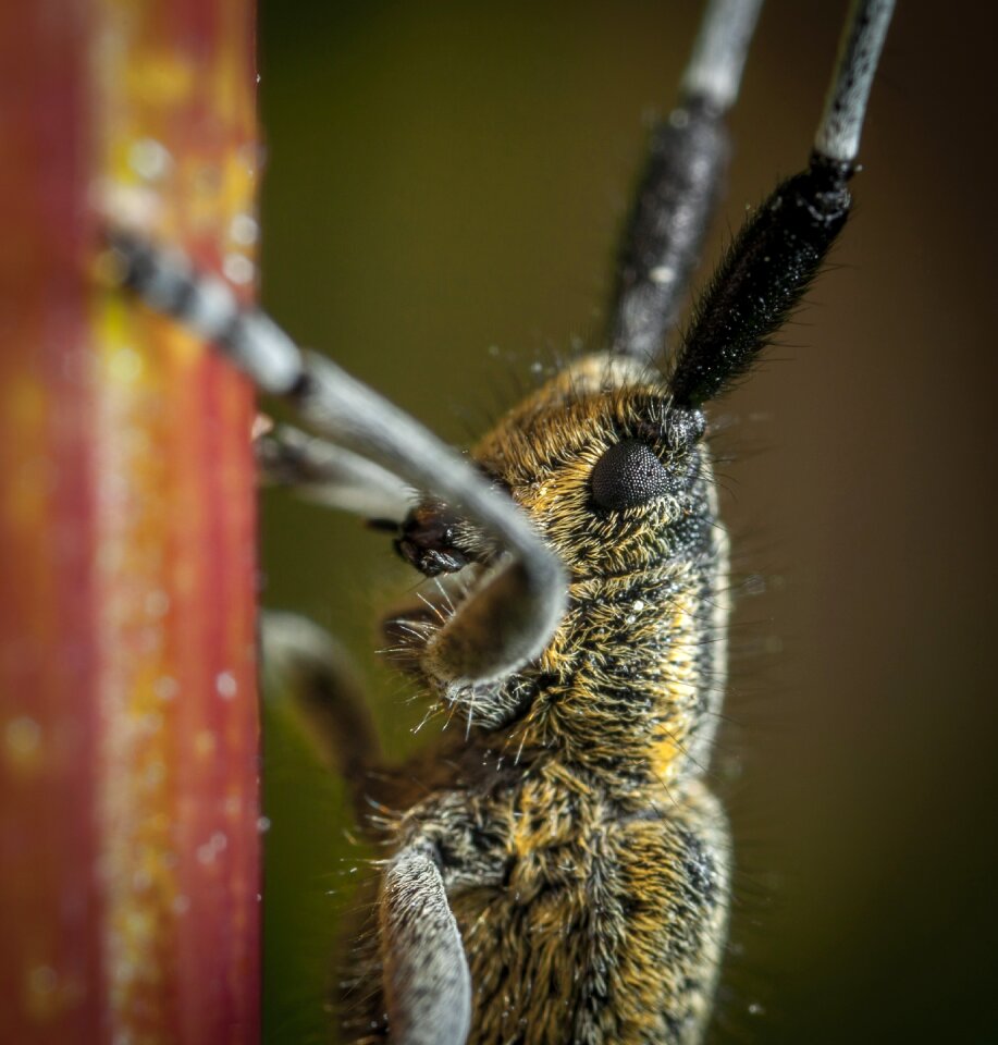 Nature outdoors beetle