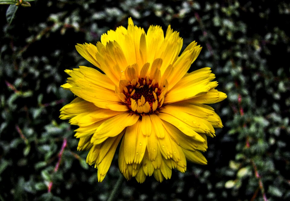 Nature plant summer flowers