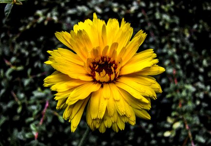 Nature plant summer flowers