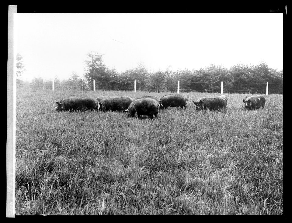 Hogs LCCN2016826187