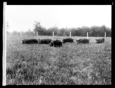 Hogs LCCN2016826187
