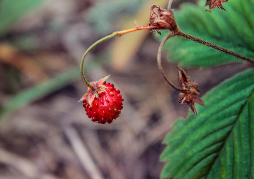 Wild strawberry berry forest