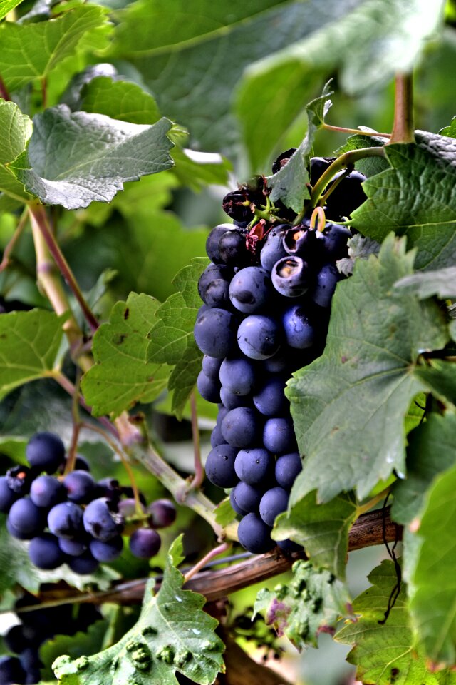 Purple vine fruit