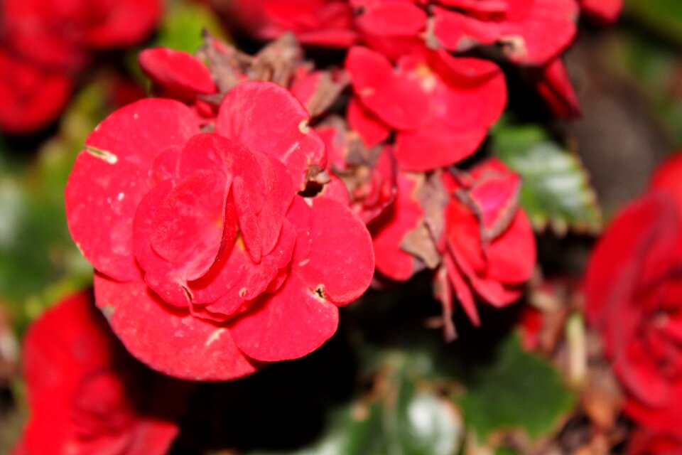 Blossom red flower red night