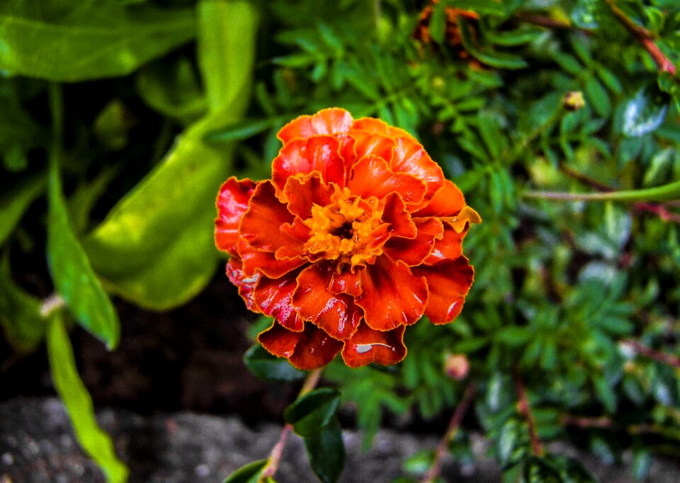 Mood nature plant