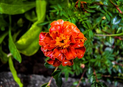 Mood nature plant