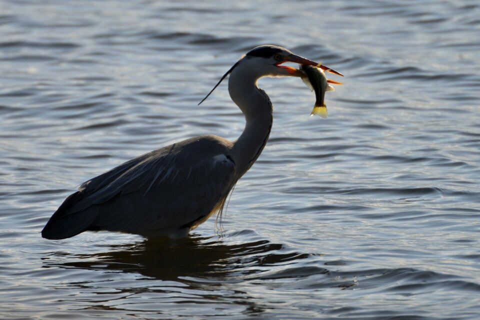 Waters natural gray heron