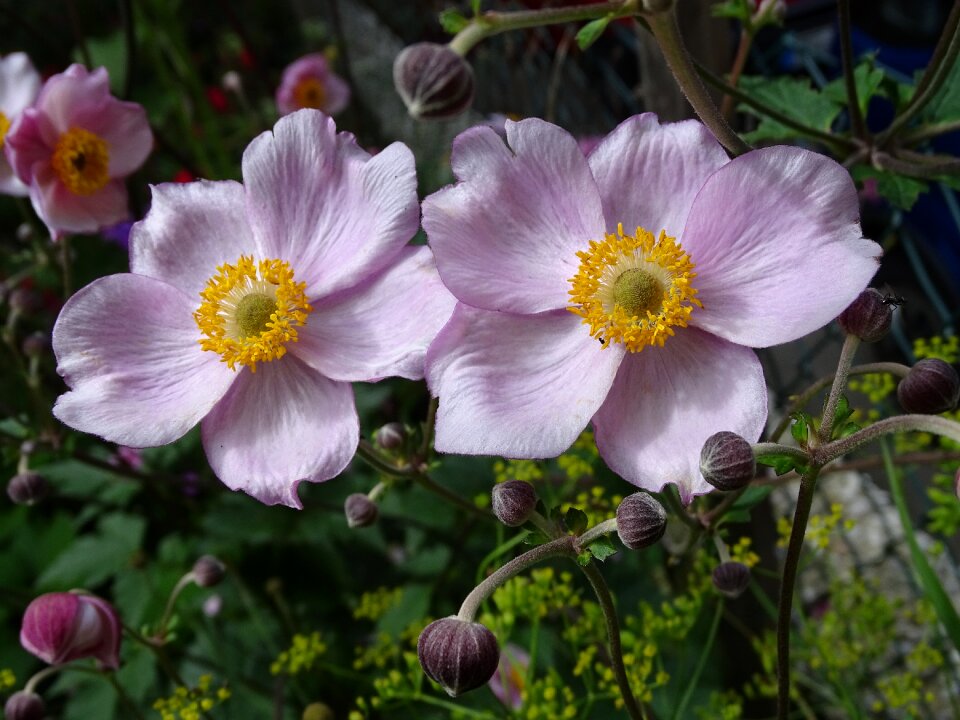 Japanese anemone pink petals pink flower