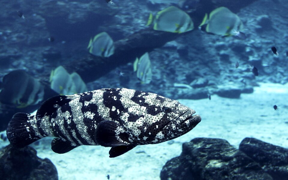 Great barrier reef davies reef ocean creatures