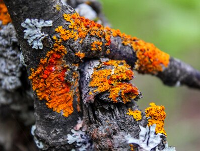 Lichen moss nature photo