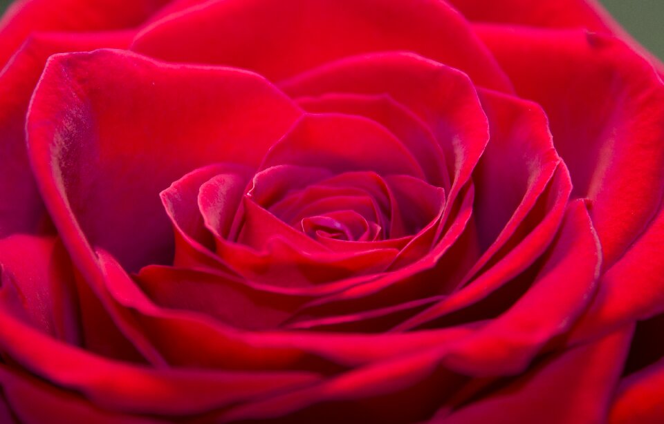 Flowers plant petals