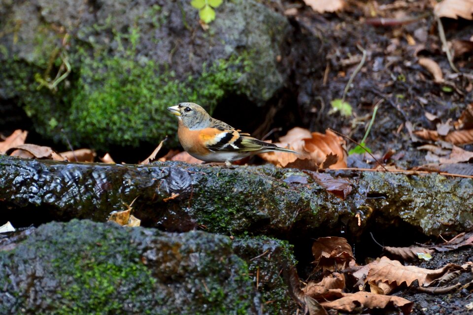 Animal wood bird