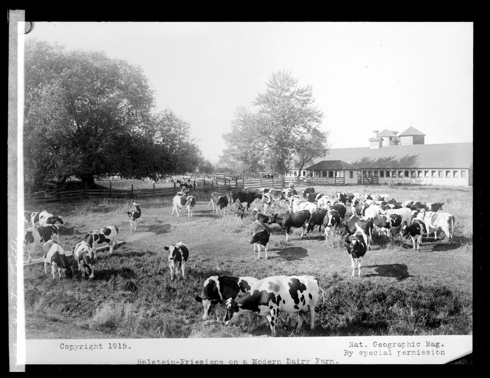 Holstein cattle LCCN2016826178