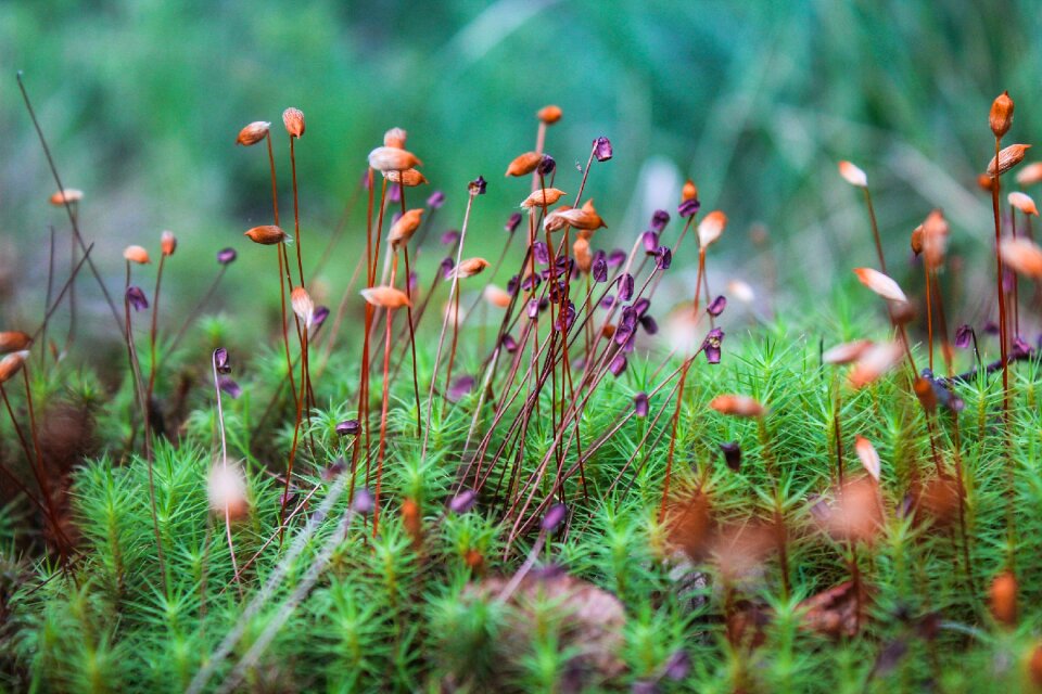 Moss forest nature