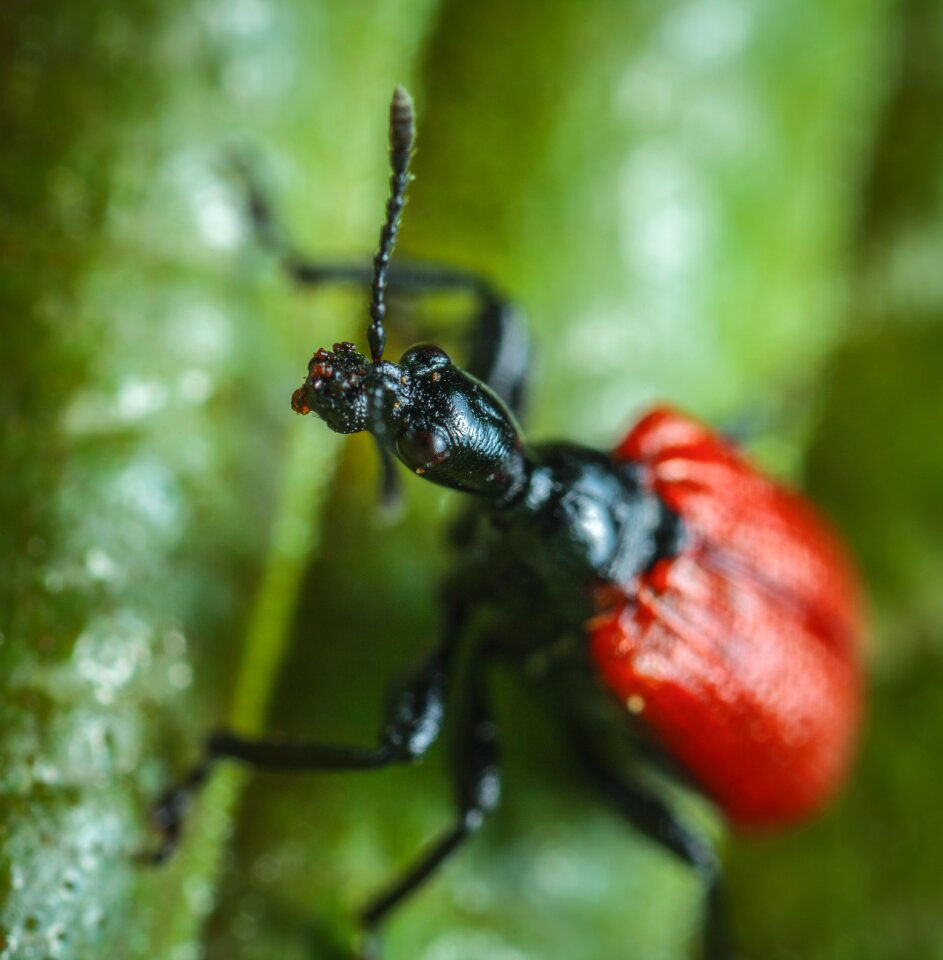 Outdoors no one beetle