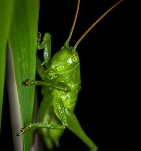 Insect singing grasshopper macro photo