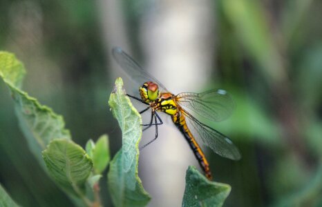 Dragonfly forest nature