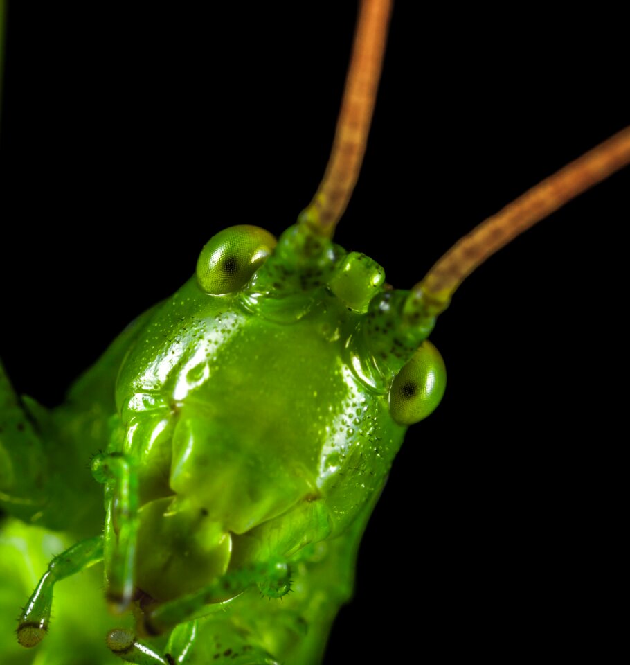 One grasshopper portrait