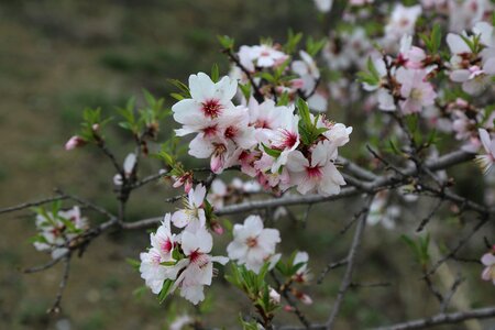 Plant nature almond