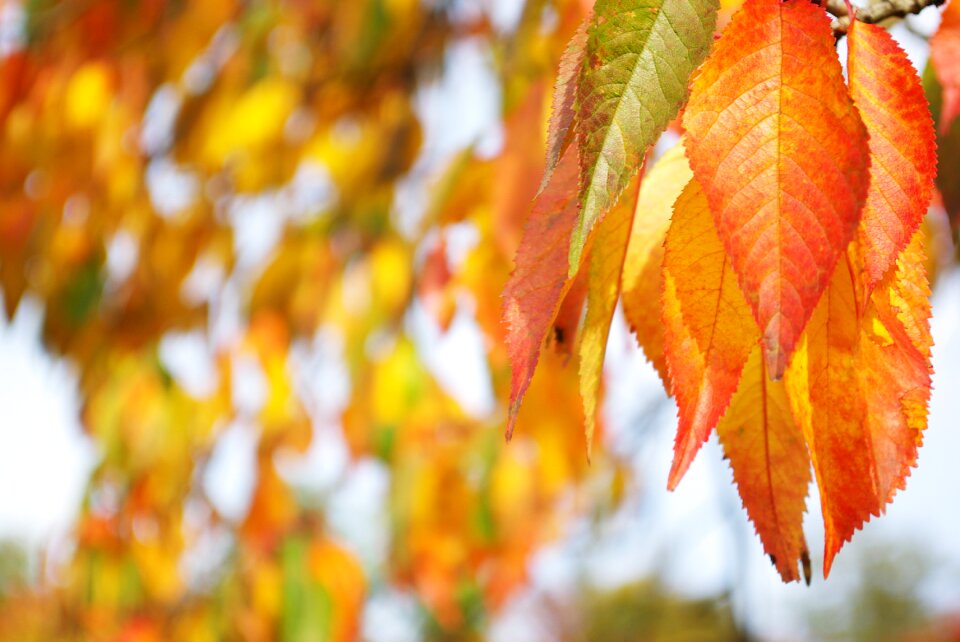 Golden autumn nature fall foliage