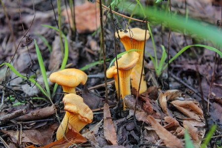 Chanterelles mushrooms forest photo