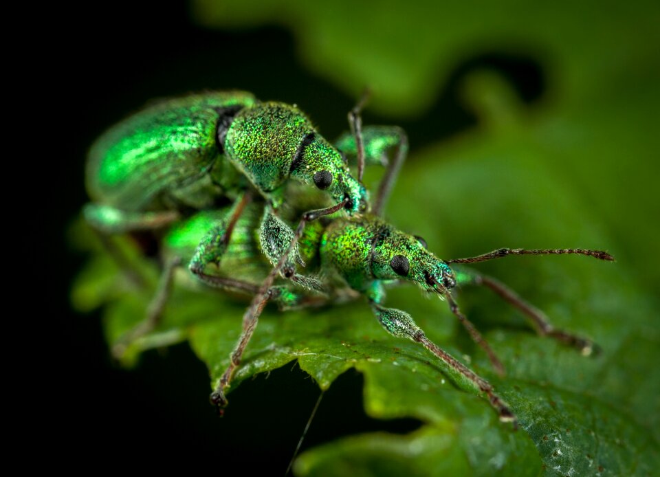 Bespozvonochnoe animals beetles