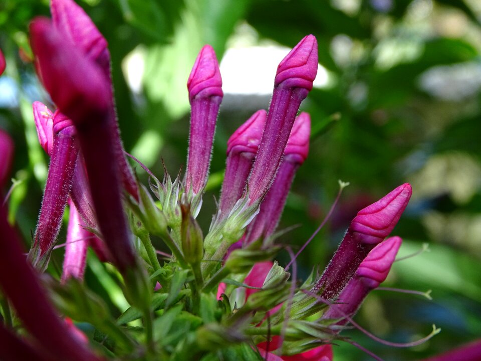 High perennial phlox flame flower panicle ornamental plant