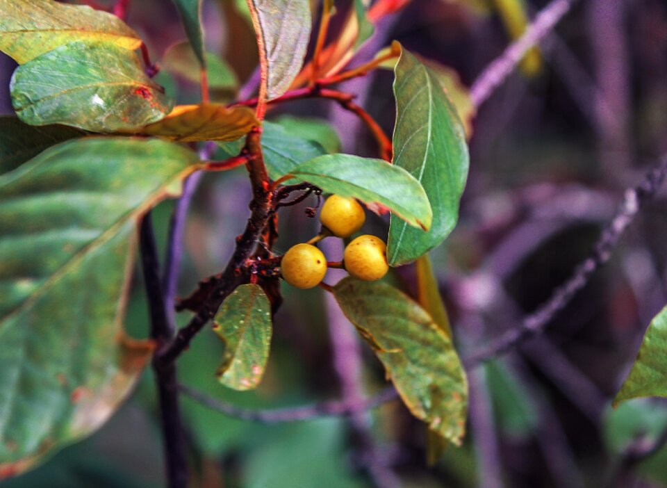 Berry tree forest