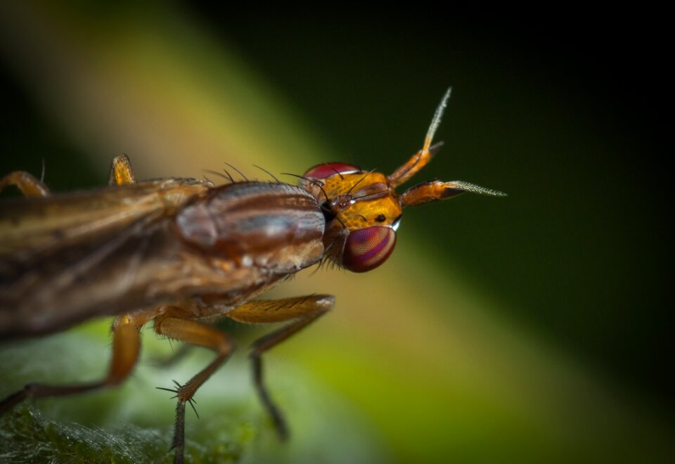 Bespozvonochnoe living nature fly