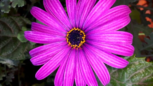 Nature violet flower color photo