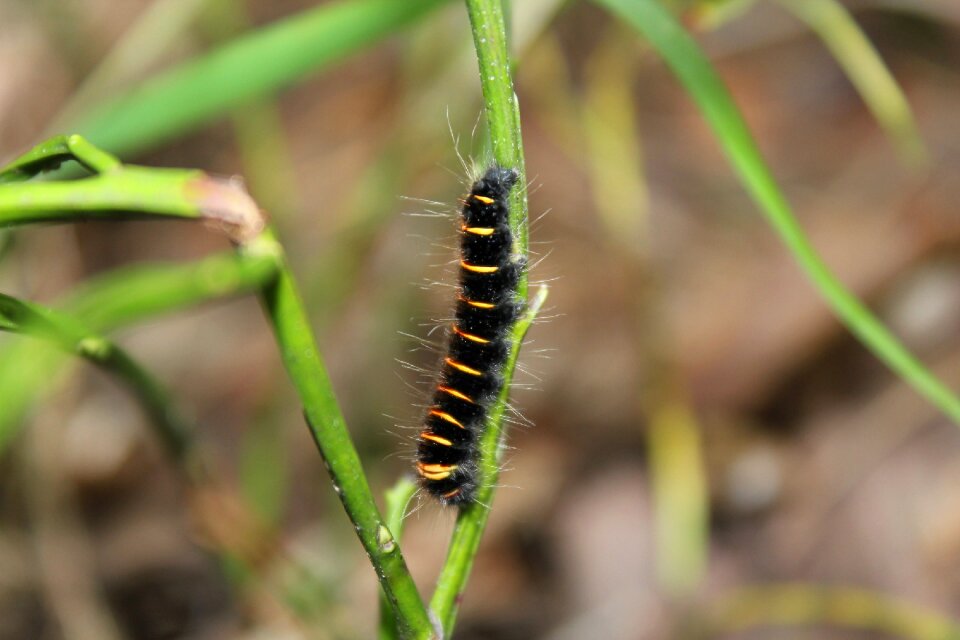 Caterpillar forest nature